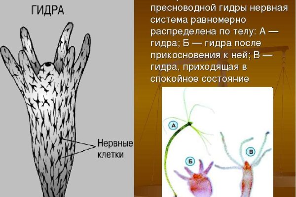 Мега сайт моментальных